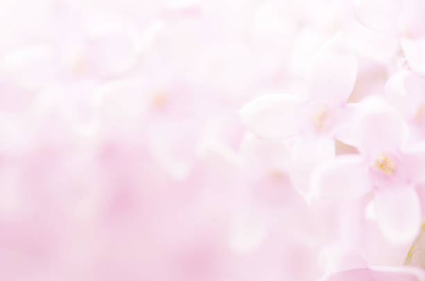 istock Pink lilac flowers spring blossom background. - Image 1198247644