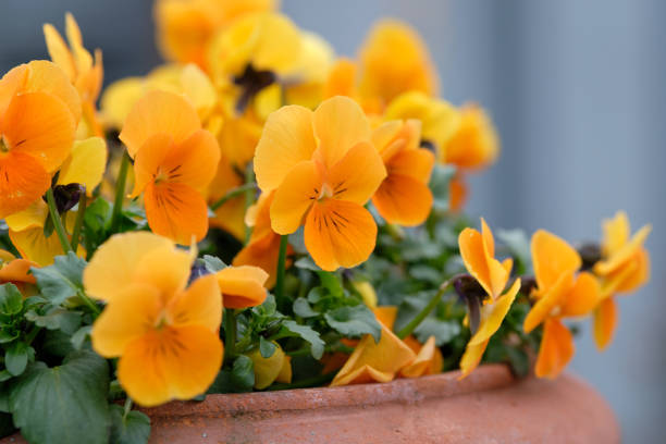 Beautiful orange pansies blooming in March Springtime flowers: A flower pot made of clay with beautiful orange pansies blooming in a garden in Germany, in March pansy photos stock pictures, royalty-free photos & images