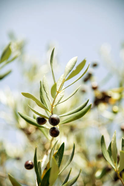 um ramo da oliveira em um bosque de oliveiras durante a colheita de azeitona - olive olive tree italy italian culture - fotografias e filmes do acervo