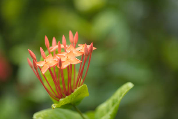 Beautiful red flower growing in tropical climates. Macro photography of beautiful colors