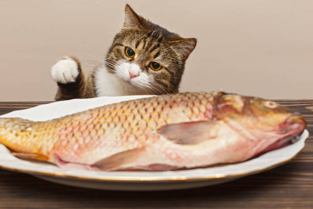 istock Grey cat wants to steal a big fish 1198249916