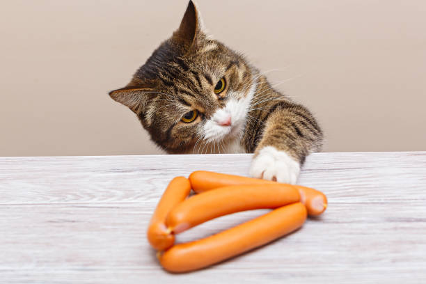 istock Grey cat steals sausages 1198249920
