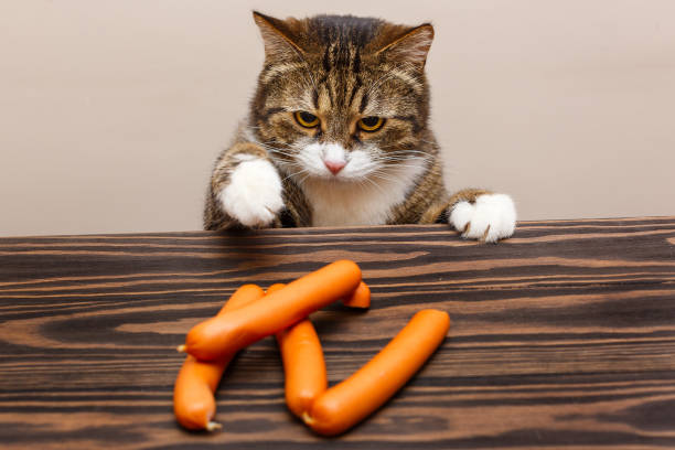 Grey cat steals sausages
