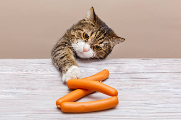 istock Grey cat steals sausages 1198249953
