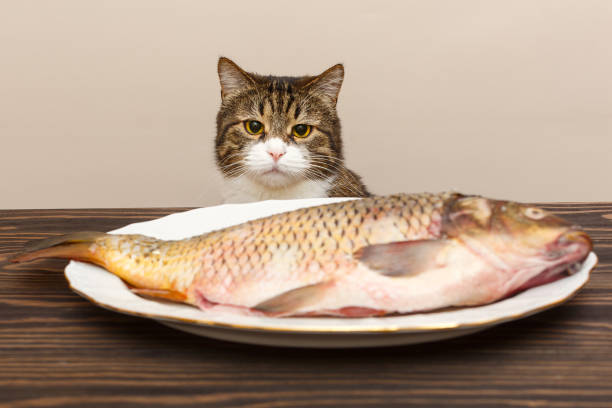 istock Grey cat wants to steal a big fish 1198249960