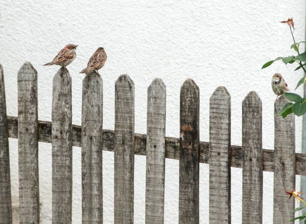 istock Sparrows standing on the wooden fence. 1198251723