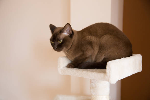 The burmese cat at home.