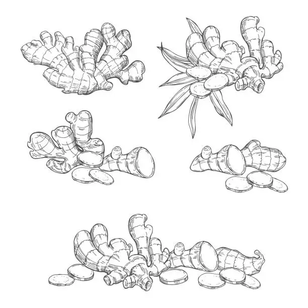 Vector illustration of Ginger, root, leaves. Sketch illustration