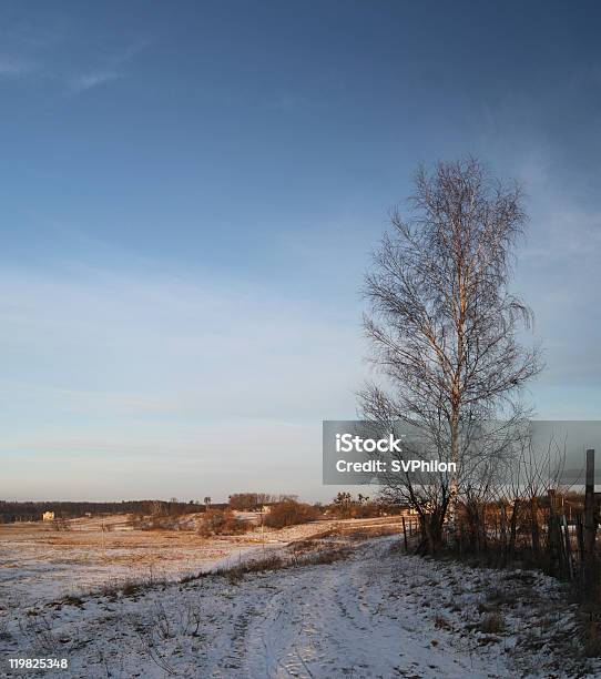 Birch Foto de stock y más banco de imágenes de Abedul - Abedul, Aire libre, Campo - Tierra cultivada