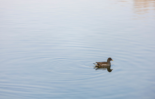 Wild ducks swimming