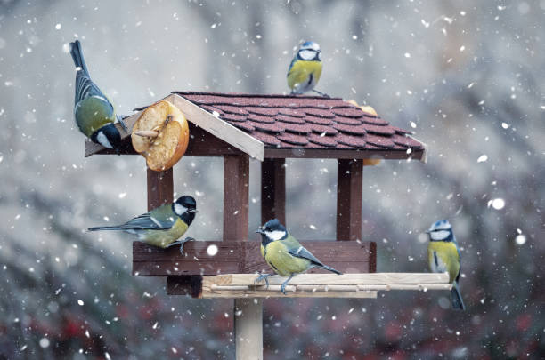 beautiful small bird great tit on bird feeder beautiful small garden bird great tit - Parus major and Eurasian blue tit - Cyanistes caeruleus, feeding in winter time in bird feeder. Snowy winter day on garden song sparrow stock pictures, royalty-free photos & images