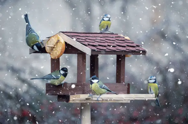 beautiful small garden bird great tit - Parus major and Eurasian blue tit - Cyanistes caeruleus, feeding in winter time in bird feeder. Snowy winter day on garden