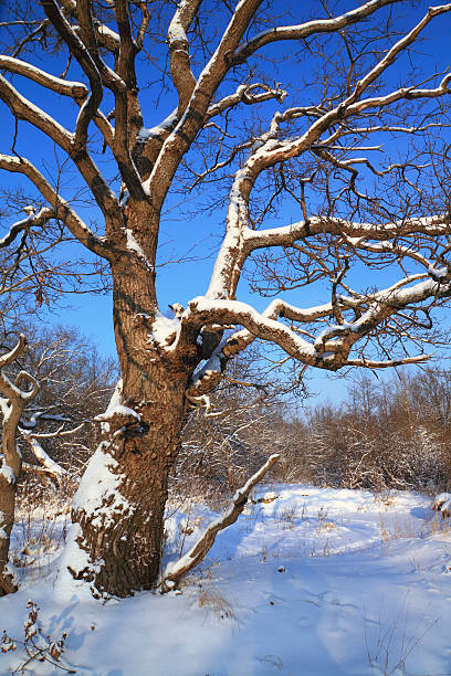 istock old oak in winter wood 119825629