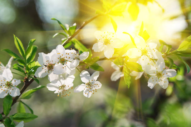 istock Cherry blossom in full bloom with sun lights against blue sky. Spring background. Copy space. Soft focus 1198257939