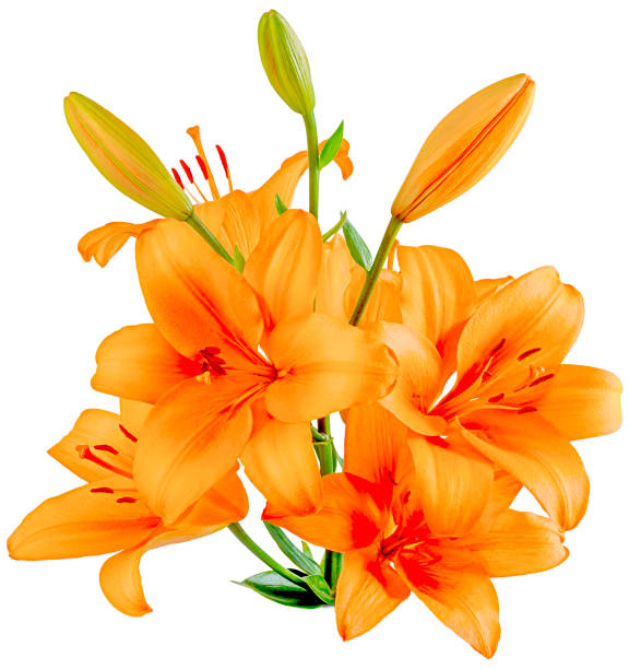 istock orange Lily bouquet on the side 1198258854