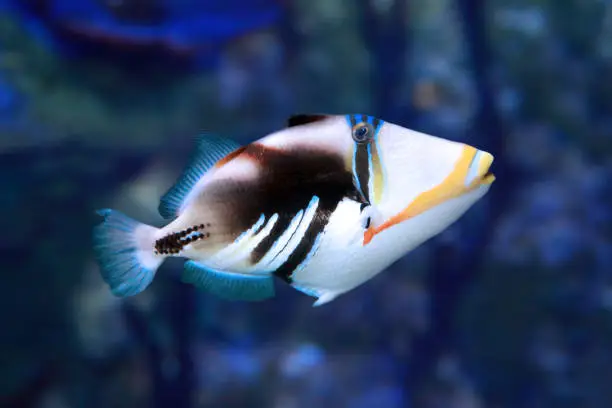 Picasso triggerfish (Rhinecanthus aculeatus) on the coral reef