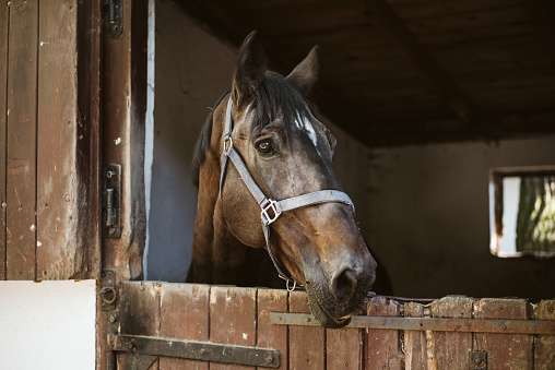 Headshot portrait of a horse in a barn