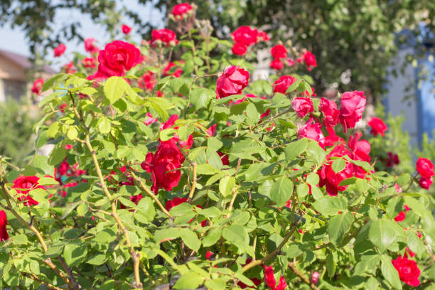 istock decorative roses on the street 1198260802
