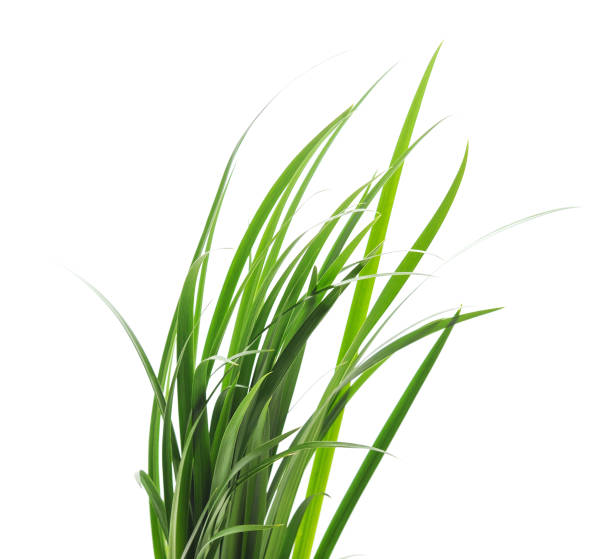 Bunch of green grass.