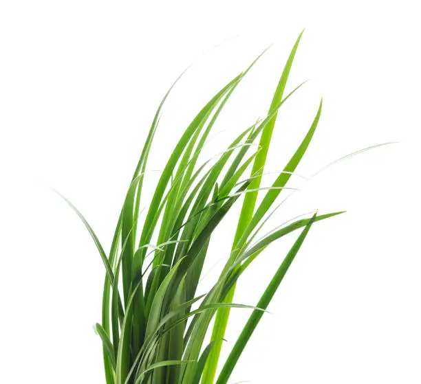 Bunch of green grass on a white background.
