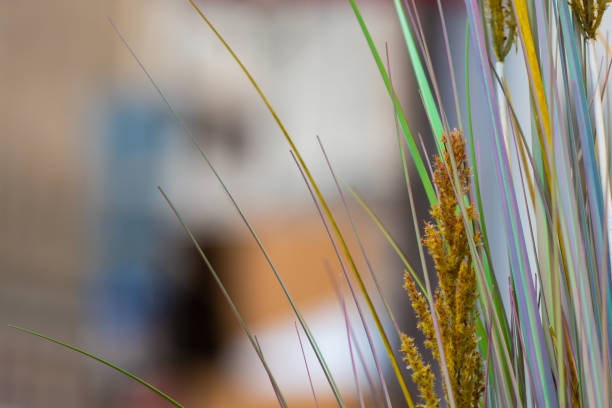 Abstract background with decorative plants on the right, soft focus - image