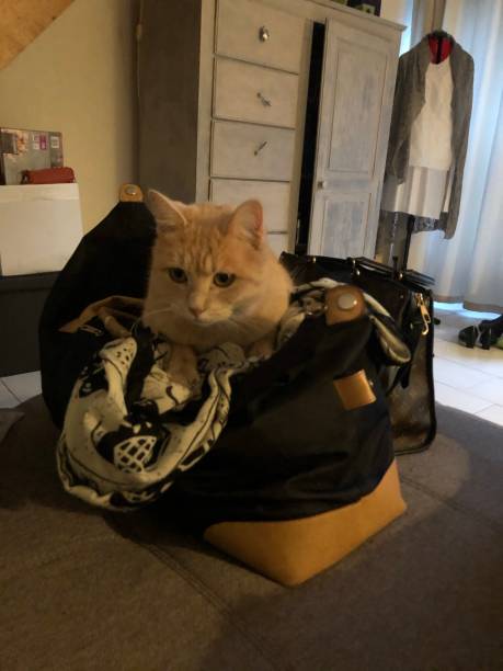 istock My cat well settled 1198262850