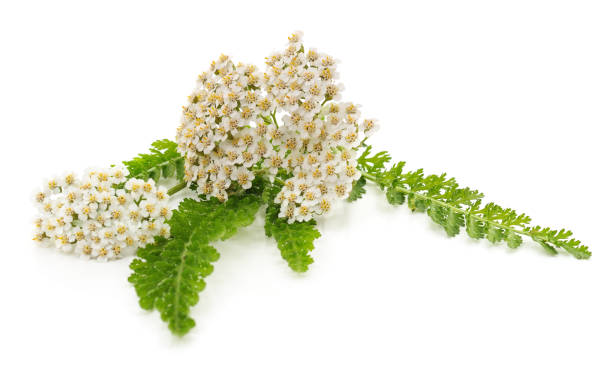 istock Green leaves of yarrow. 1198262947