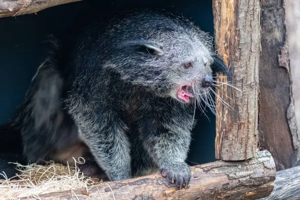 Arctictis binturong, portrait of a cute animal yawning