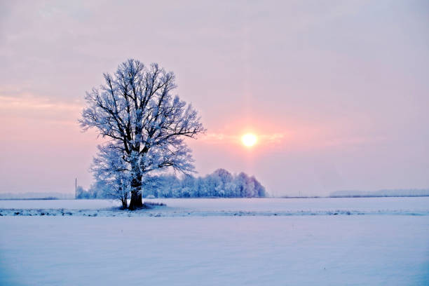 istock Winter landscape. Lonely tree in a snowy field at sunrise - image 1198263009