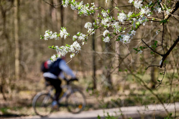 istock Beautiful white blossoms of a tree in the forest 1198263021