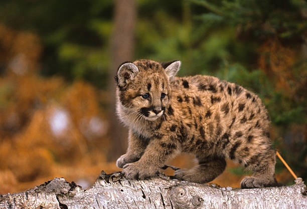 istock Baby Mountain Lion 119826333