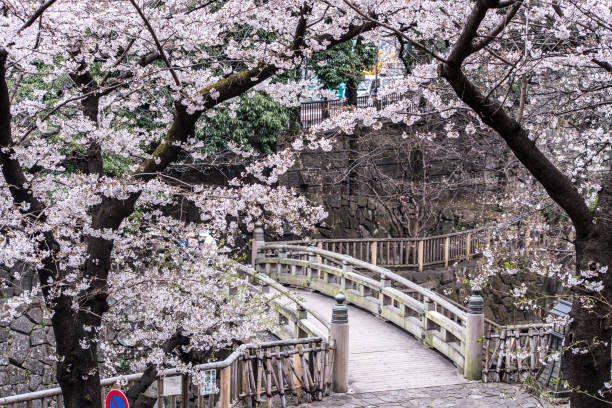 istock Sakura cherry blossom full bloom at Asukayama park 1198263354