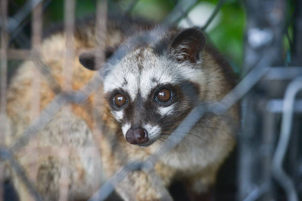1,275 Civet Cat Stock Photos, Pictures & Royalty-Free Images - iStock |  Civet cat china, Civet cat cage