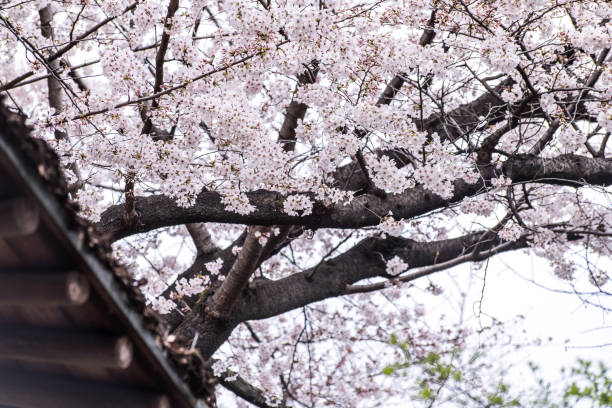 istock Sakura cherry blossom full bloom at Asukayama park 1198263958