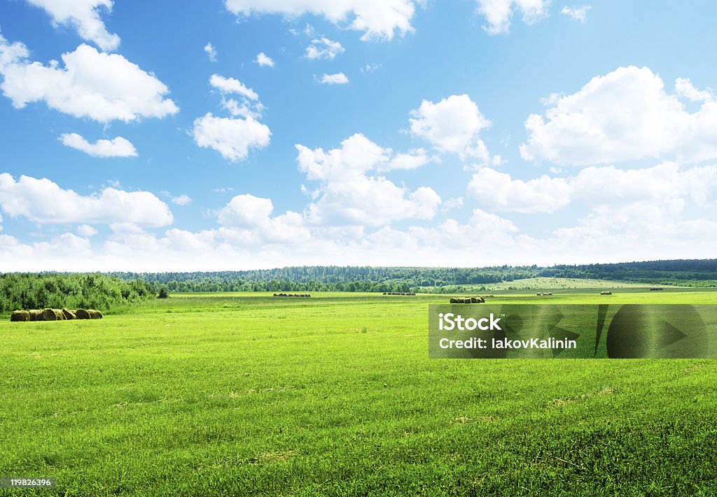 Probar la hierba en un día soleado y perfecto ducha - Foto de stock de Agricultura libre de derechos