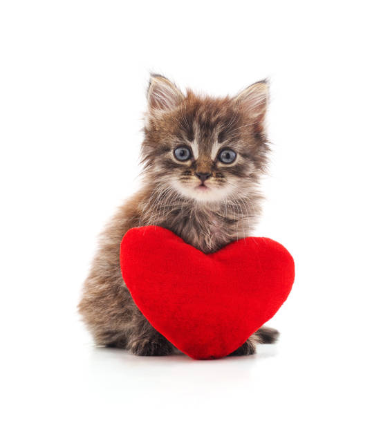 istock Kitten with toy heart. 1198264182
