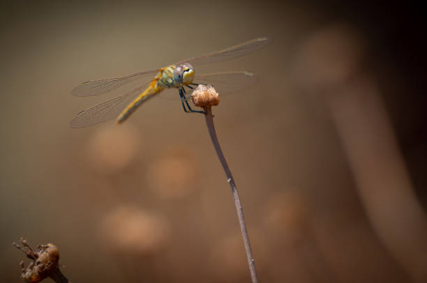 istock Dragonfly Mediterranean hawker (Aeschna affinis) male 1198265474