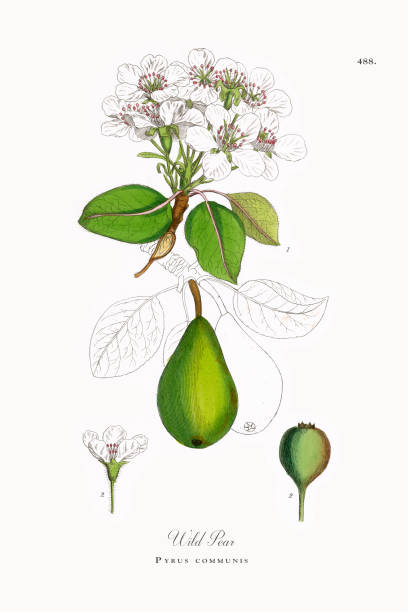 istock Pyrus communis, Wild Pear, Pyrus communis, Victorian Botanical Illustration, 1863 1198265917