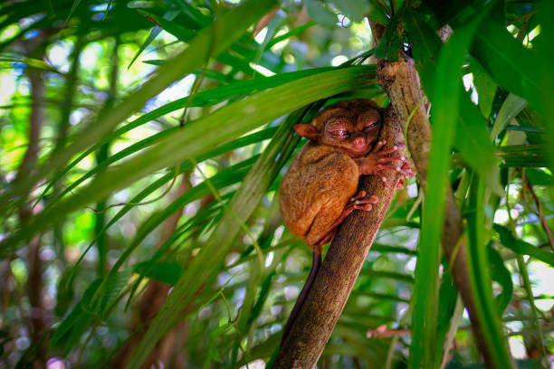 schlafender tarsier oder tarsius syrichta auf dem baum in tarsier sanctuary von bohol island, philippinen. - bohol stock-fotos und bilder