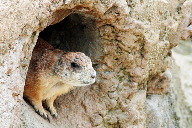 Black-tailed prairie dog looks out of his tree hell, Cynomys ludovianus stock photo