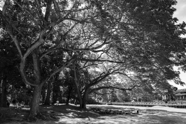 istock A big trees with branches in the daylight in black and white color 1198270548