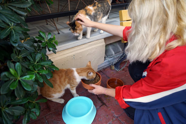 istock cat feeding woman 1198271274