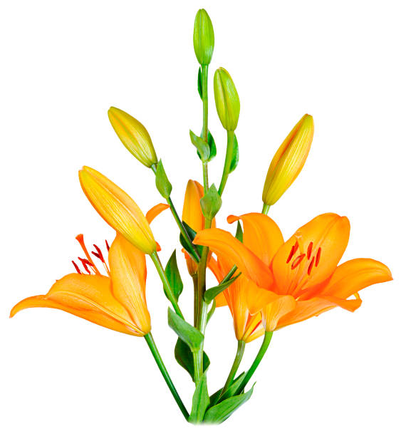 istock bouquet of orange lilies on white 1198272399