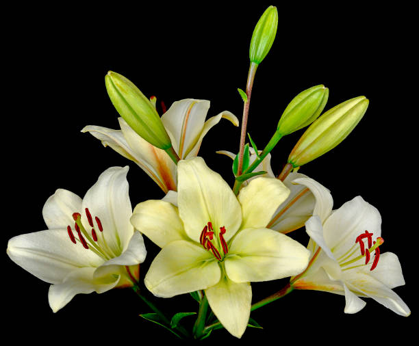 istock white Lily bouquet on the side 1198272439