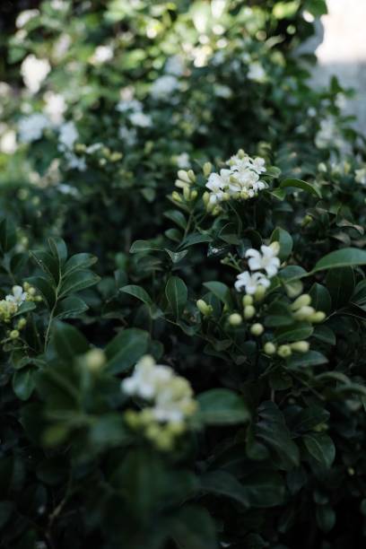 istock Beautiful of flowers 1198272505