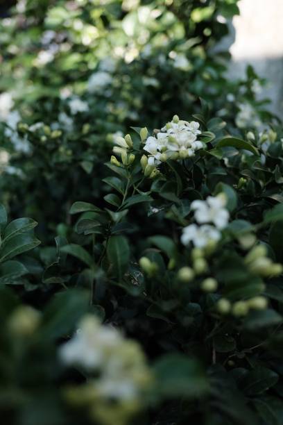 istock Beautiful of flowers 1198272533
