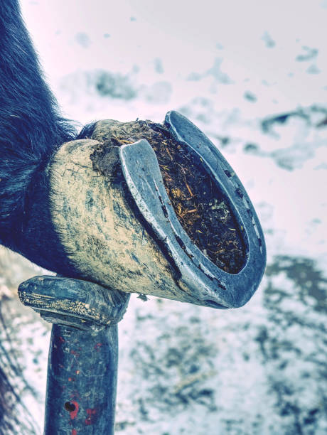 istock Old wornout rusted horseshoe lying on snow. 1198272554