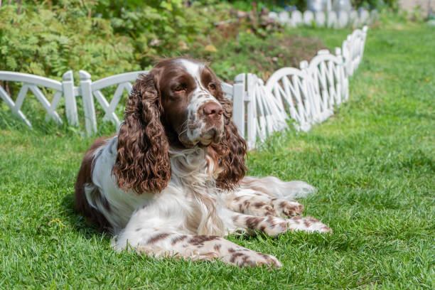 portrait of cute pet dog beautiful purebred english springer spaniel on grass - springer spaniel dog pets animal imagens e fotografias de stock