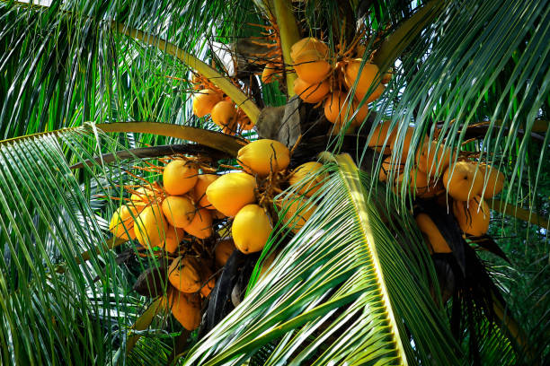 istock Food and drink 1198272715