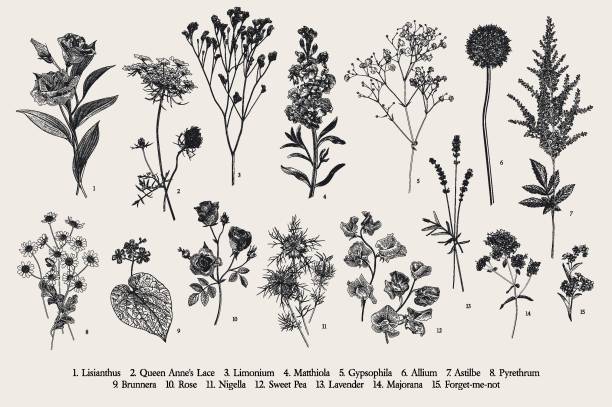 ilustraciones, imágenes clip art, dibujos animados e iconos de stock de establecer flores de verano. - allium flower